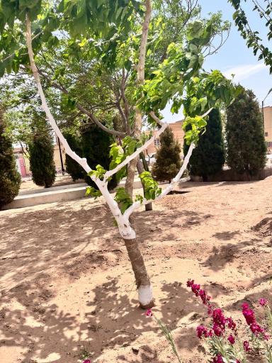 عکس بوستان یاسمن