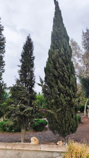 عکس بام پرند