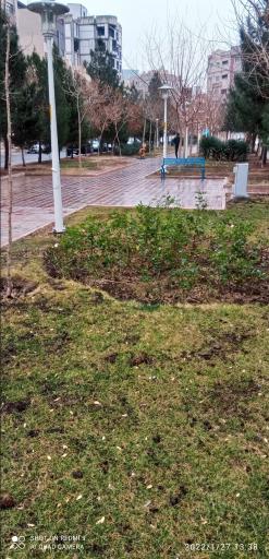 عکس بوستان زیتون