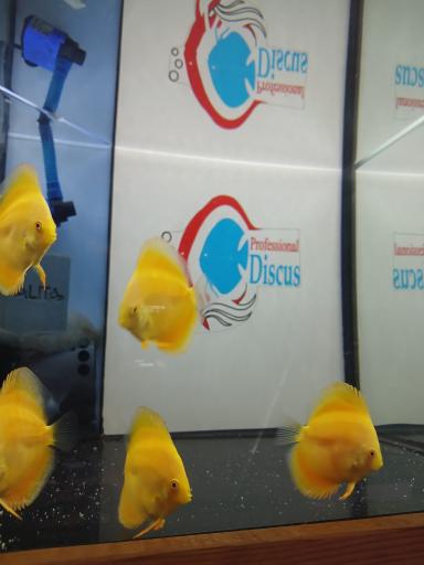 عکس فروشگاه تجهیزات آکواریوم پروفشنال دیسکس