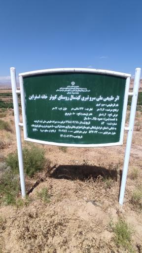 عکس درخت سرو کهن سال کبوترخانه 