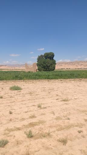 عکس درخت سرو کهن سال کبوترخانه 