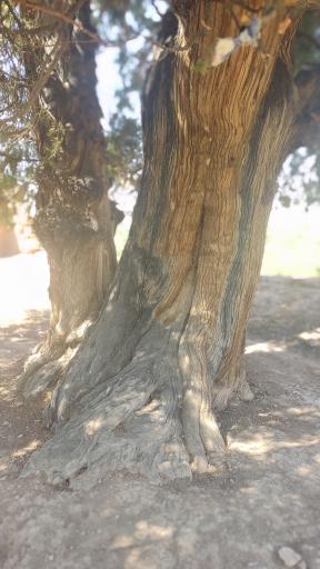 عکس درخت سرو کهن سال کبوترخانه 