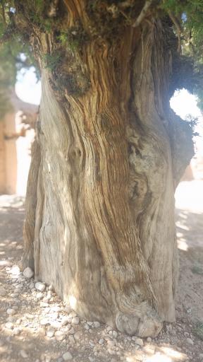 عکس درخت سرو کهن سال کبوترخانه 