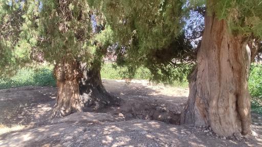 عکس درخت سرو کهن سال کبوترخانه 