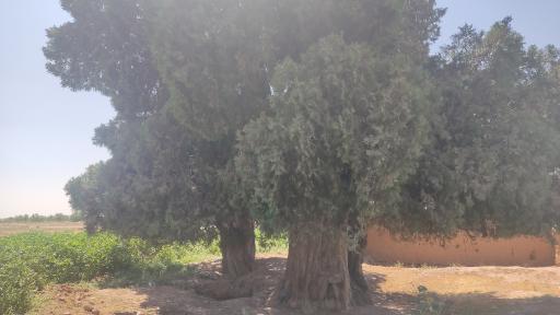 عکس درخت سرو کهن سال کبوترخانه 