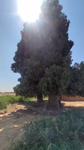عکس درخت سرو کهن سال کبوترخانه 