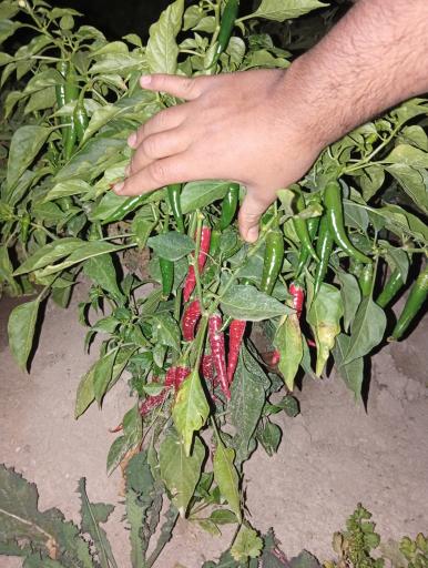 عکس سبزی فروشی بیوک اسیابانی
