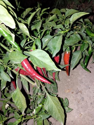 عکس سبزی فروشی بیوک اسیابانی