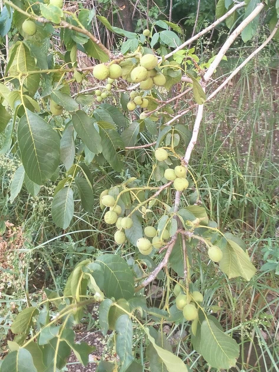 عکس نهال گل رضایی