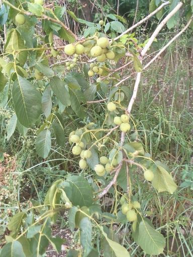 عکس نهال گل رضایی