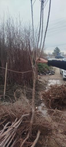 عکس نهال گل رضایی