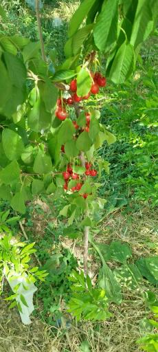 عکس نهال گل رضایی
