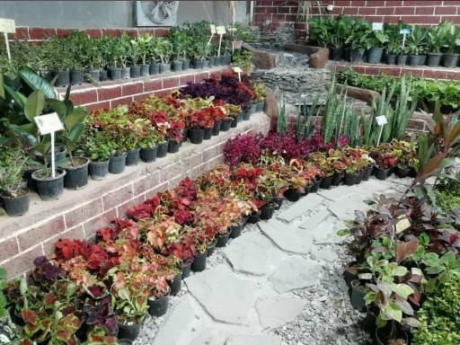 عکس گلسرای طراوت