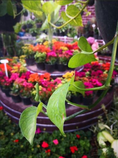 عکس گلسرای طراوت