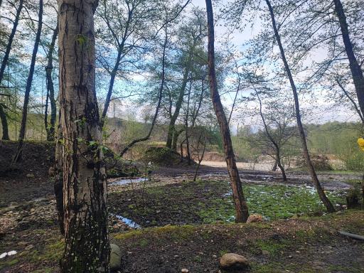 عکس کمپ پارک جنگلی کشپل