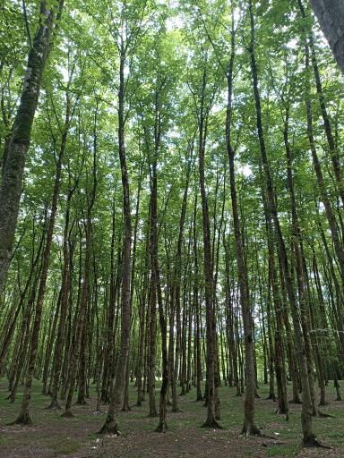 عکس کمپ پارک جنگلی کشپل