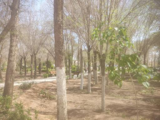 عکس پارک وحشی بافقی