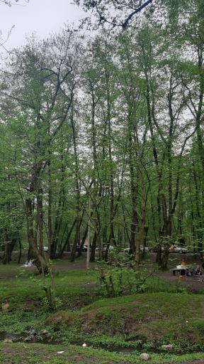 عکس کمپ پارک جنگلی کشپل