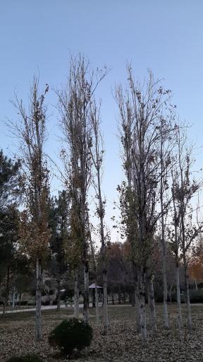 عکس بوستان باغ جنت