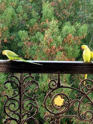 عکس هتل داریوش