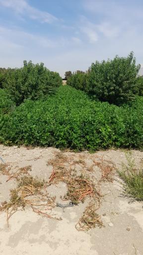 کشاورزی تعاونی اتحادسازان طبیعت