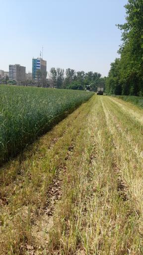 عکس کشاورزی تعاونی اتحادسازان طبیعت