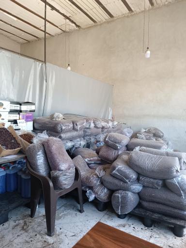 عکس پخش کشمش مهاجر