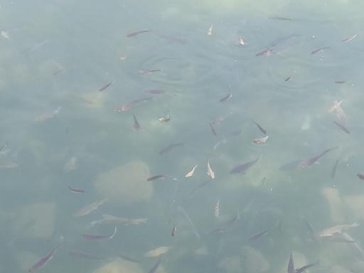 عکس سراب وینسار