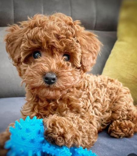 عکس پت شاپ گلدپت