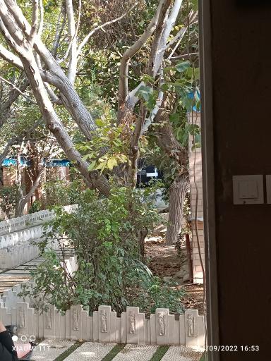 عکس باغچه رستوران ترنج