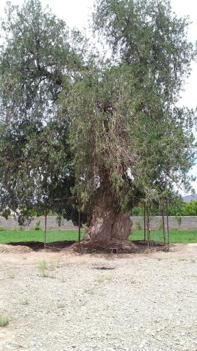 عکس درختان سرو هزار ساله مهمویی