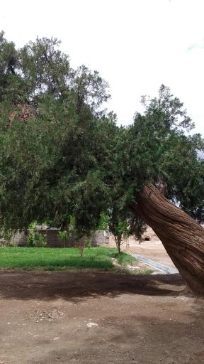 عکس درختان سرو هزار ساله مهمویی