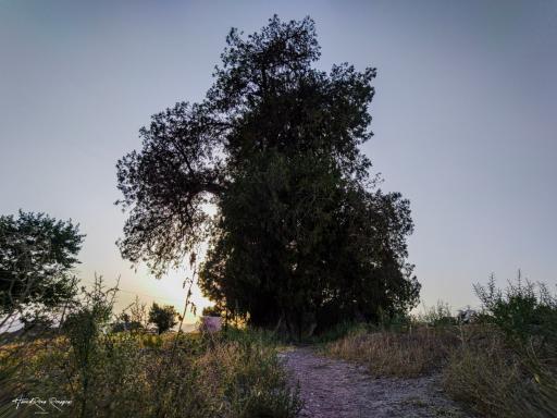 عکس درختان سرو هزار ساله مهمویی