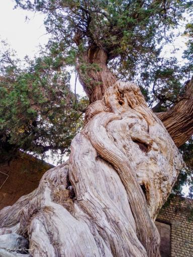 عکس درختان سرو هزار ساله مهمویی