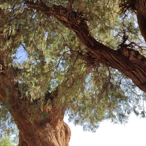 عکس درختان سرو هزار ساله مهمویی