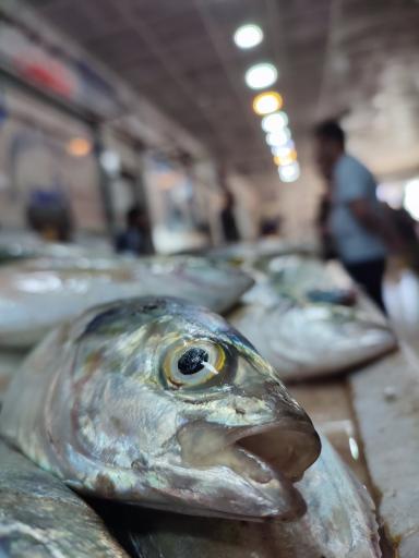 عکس بازار ماهی فروشان