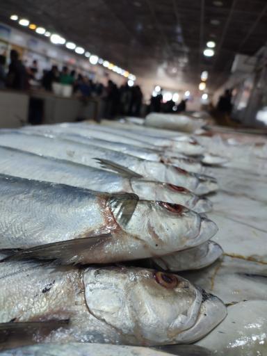 عکس بازار ماهی فروشان