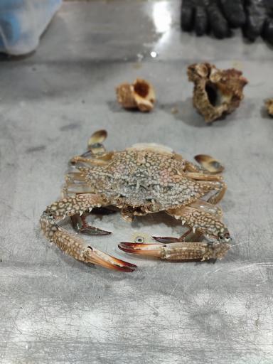 عکس بازار ماهی فروشان