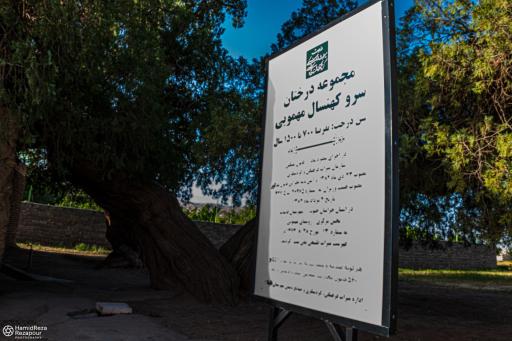 عکس درختان سرو هزار ساله مهمویی