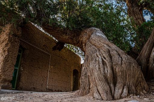 عکس درختان سرو هزار ساله مهمویی