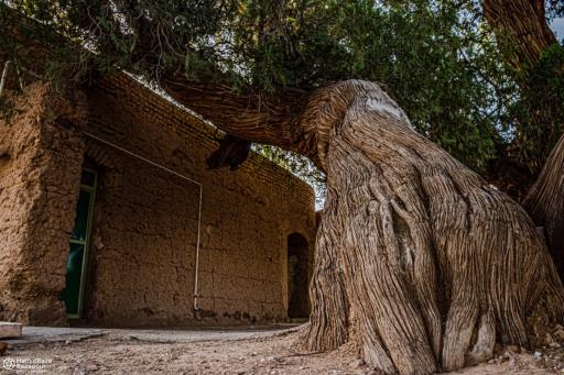 عکس درختان سرو هزار ساله مهمویی