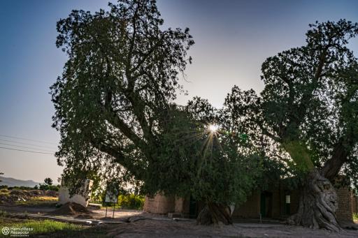 عکس درختان سرو هزار ساله مهمویی