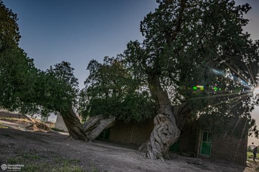 عکس درختان سرو هزار ساله مهمویی