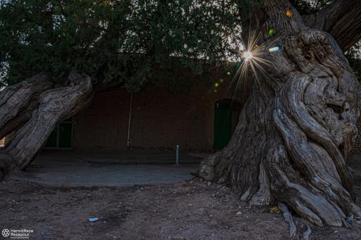 عکس درختان سرو هزار ساله مهمویی