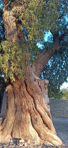 عکس درختان سرو هزار ساله مهمویی