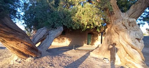 عکس درختان سرو هزار ساله مهمویی