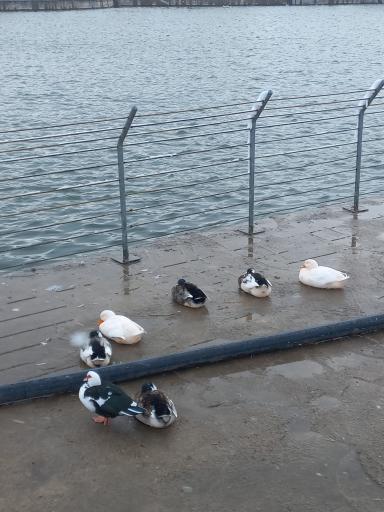 عکس بوستان رود پارک (چهل بازه)