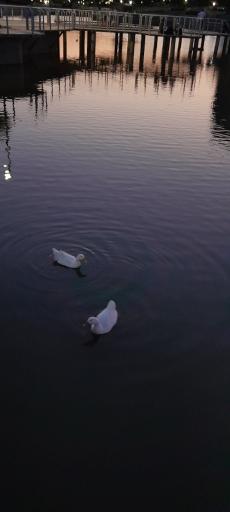 عکس بوستان رود پارک (چهل بازه)