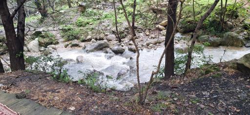 عکس جنگل بندپی
